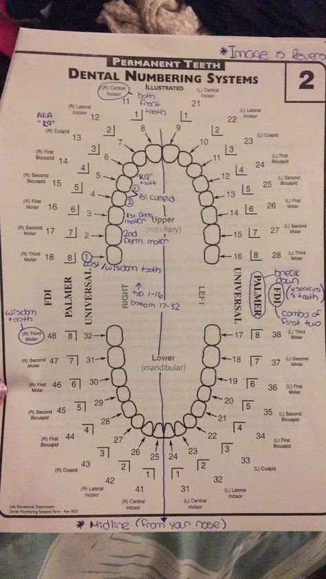 Dental Assistant Study Guide, Dentist Career, Dental Assistant School, Dental Hygienist School, Dental Assistant Study, Dentist Assistant, Dental Hygiene Student, Dental Aesthetics, Kesehatan Gigi