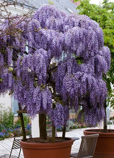 Purple Wisteria Tree, Wisteria Trees, Garden Purple, Wisteria Tree, Purple Wisteria, Tree Flowers, Rental Business, Purple Garden, Flowers Purple