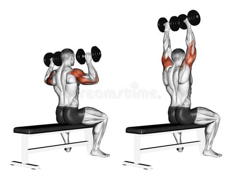 Exercising. Bench dumbbell sitting vector illustration Dumbbell Ab Workout, Push Day Workout, Dumbbell Shoulder Press, Best Shoulder Workout, Shoulder Training, Push Workout, Workout Pics, Dumbell Workout, Dumbbell Press