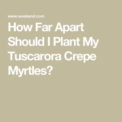 How Far Apart Should I Plant My Tuscarora Crepe Myrtles? Crepe Myrtles, Crepe Myrtle, Crape Myrtle, Healthy Garden, Landscape Trees, Trees, Home And Garden, Plants