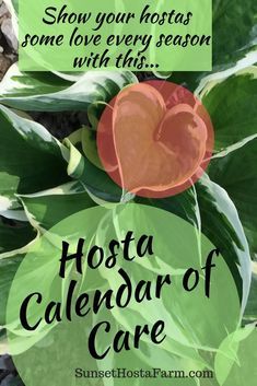 Follow these seasona When To Plant Hostas, Hostas Landscaping Flower Beds, Hosta Care Tips, Hosts Care, When To Transplant Hostas, Hostas In Pots, Hostas Landscaping, Transplant Hostas, Hosta Care