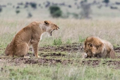 Lion cowers behind his paw after telling off from lioness | Daily Mail Online Baby Cobra, Big Cat Family, Beautiful Lion, Lion And Lioness, Lion Love, Male Lion, Cat Family, Funny Animal Memes, Silly Cats