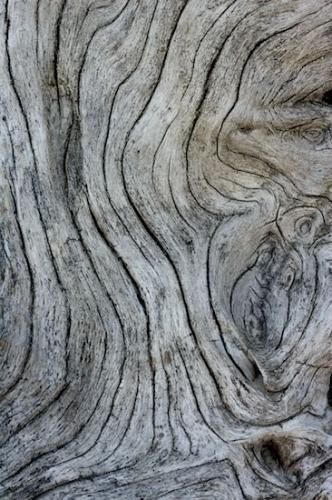 Natural Wood with grey textures; organic forms; woodgrain; line patterns in nature Grey Wood Texture, Nature Texture, Natural Wood Texture, Texture Inspiration, Texture Photography, Organic Forms, Organic Pattern, 3d Texture, Motion Graphic