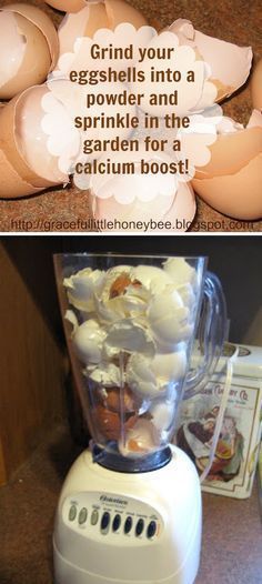 3. Give Your Garden A Calcium Boost My blender rarely sees daylight, but now it might just get the chance to see the kitchen counter with this genius tip! I’m starting to understand the idea behind compost a little more now that I’m dabbling in the garden, so this just makes a lot of sense to me. Just like grinding your food makes it easier to digest, grinding eggshells makes it easy for your garden to absorb the calcium egg shells provide. Gardening Indoors, Organic Compost, City Farm, Organic Vegetable Garden, Miscellaneous Items, Organic Gardening Tips, Seasonal Garden, Composting, Vegetable Gardening