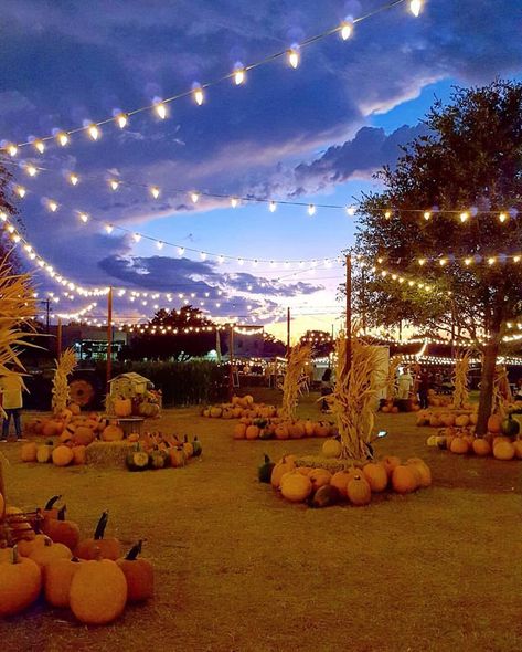 Instagram Texas on Instagram: “Good evening Texas who ready for the pumpkin patch season? Beautiful capture by @laceyy.adams of the Hall’s Pumpkin Farm in Grapevine.…” Dallas Arboretum Pumpkin Patch, Pumpkin Patch Night, Pumpkin Patch Farm, Patch Ideas, Market Lighting, Dallas Arboretum, Pumpkin Farm, Fall 24, Inspo Pics