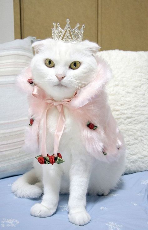 The pretty princess | 21 Cats You Went To High School With the pretty princess would be jamie vaught. Turtle Costume, Kitten Mittens, Cats In Hats, Cat Fashion, Pet Day, Sweet Dogs, White Cats, Here Kitty Kitty, Cat Costumes