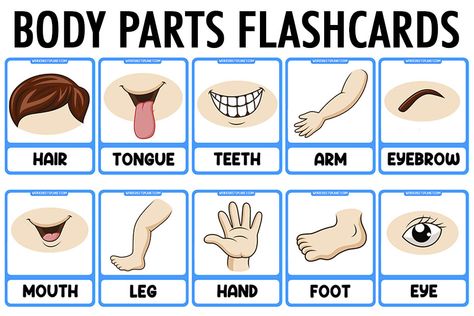 Parts of The Body Vocabulary Flashcards Teacher Training Activities, Flash Cards Diy, Body Parts Theme, Opposites Preschool, Sensory Integration Activities, Body Parts For Kids, Ocean Words, Baby Flash Cards, Emotions Preschool