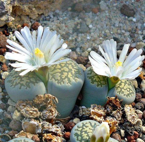 Lithops Care, Mimicry Plant, Living Stone Plant, Living Stones, Small Succulent Plants, Ice Plant, Indoor Trees, Stone World, Dish Garden