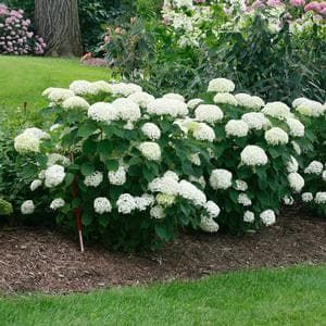 INVINCIBELLE LIMETTA�® Hydrangea Hydrangea Annabelle, Shell Cottage, Nikko Blue Hydrangea, Hydrangea Arborescens Annabelle, Patio Fruit Trees, Annabelle Hydrangea, Hydrangea Landscaping, Hydrangea Shrub, Hydrangea Not Blooming