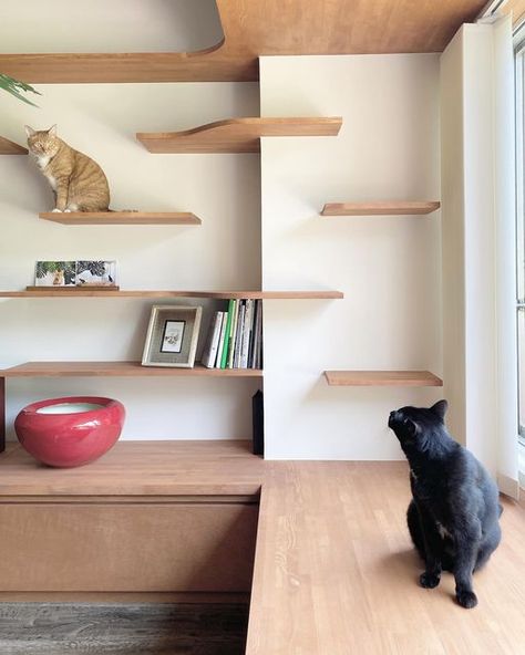 Minimalist Cat Furniture, Japandi Cat Room, Stylish Cat Shelves, Corner Cat Shelves, Cat Wall Shelves Catwalks, Cat Bookshelf, Diy Cat Enclosure, Cat Tree Designs, Cat Climbing Wall