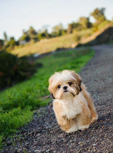 Best Hypoallergenic Dogs, Dog Breeds That Dont Shed, Perro Shih Tzu, Chien Shih Tzu, Hypoallergenic Dog Breed, Shitzu Puppies, Top Dog Breeds, Maltese Shih Tzu, Hypoallergenic Dogs