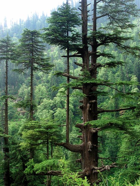 The Only True Cedars — In Defense of Plants Deodar Cedar, Cedrus Deodara, Himalayan, Nepal, Trees, Forest, Green