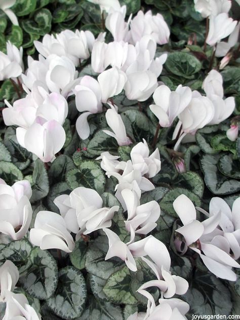 Add a touch of elegance to your home this Christmas with any of these 8 white blooming plant choices. You'll find care tips to keep them looking good. The video at the end gives you an idea of how to dress up a single blooming plant & turn it into a table decoration. Cyclamen Aesthetic, Cyclamen Flower Aesthetic, White Cyclamen, Cyclamen Flower, Shady Gardens, Planting Schemes, Flower Reference, Reception Styling, Side Bed