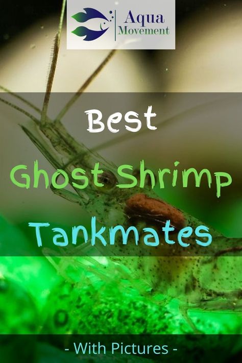 So what aquatic animals does the Ghost Shrimp get along with? Here are some of the best ghost shrimp tank mates that you shouldn’t hesitate to get. Ghost Shrimp Tank, Shrimp Aquarium, Aqua Scape, Freshwater Shrimp, Water Terrarium, Ghost Shrimp, Amano Shrimp, Neon Tetra, Cherry Shrimp