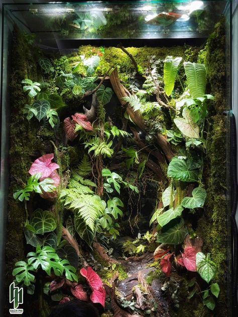 Rainforest Vivarium, Frog Setup, Jungle Terrarium, Rainforest Terrarium, Dart Frog Tank, Frog Enclosure, Dart Frog Terrarium, Tree Frog Terrarium, Gecko Vivarium