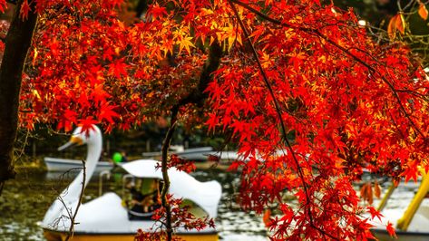 Inokashira Park, Ginkgo Tree, Red Maple, Maple Leaves, Japan Travel, Maple Leaf, Autumn Leaves, Tokyo, Things To Do