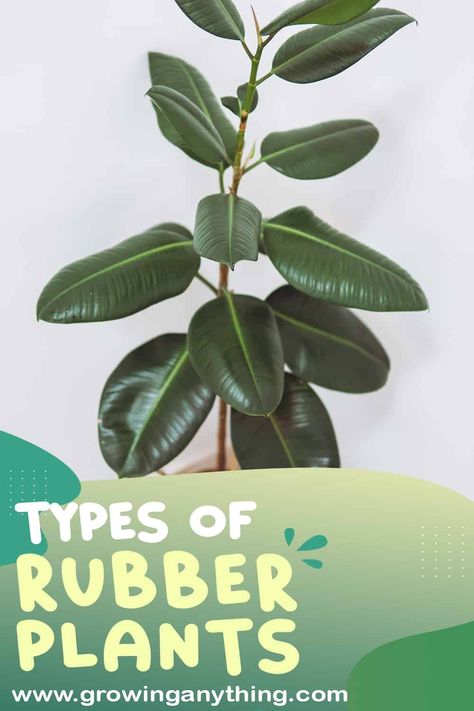 19 Difference Types of Rubber Plants: Rare and Popular Varieties To Grow Rubber Plant Varieties, House Tree Plants, Ficus Plant, Creeping Fig, Ficus Pumila, Weeping Fig, House Tree, Plant Varieties, Ficus Elastica