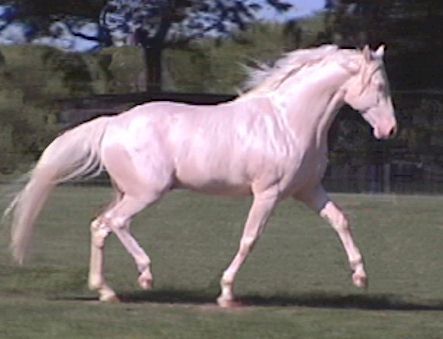 missouri fox trotter horse | Flickr - Photo Sharing! Unusual Horse, Pointed Ears, Most Beautiful Horses, Majestic Horse, All The Pretty Horses, Trotter, Pretty Horses, Horse Pictures, Horse Breeds