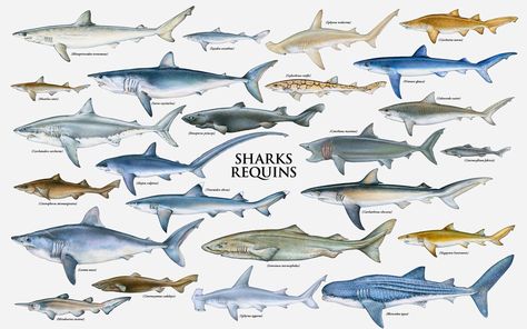 Species chart. Evolution Theory, Megamouth Shark, Leopard Shark, Types Of Sharks, Species Of Sharks, Dinosaur Images, African Cichlids, Reef Shark, Shark Swimming