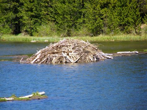 What Does a Beaver Lodge Look Like Animal Architecture, Beaver Lodge, North American Beaver, Nature Camp, American Wildlife, Lodge Look, Summer Camp Activities, North American Wildlife, Fudgy Brownie