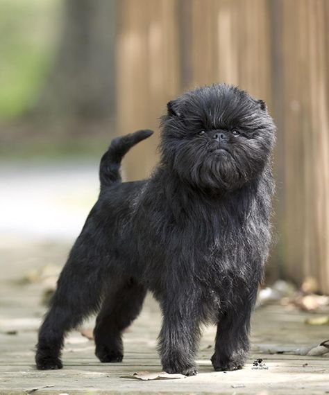 Banana Joe, Best in Show at the Westminster Kennel Club Dog Show 2013: The Affenspinscher is a toy dog originating in Germany in the 1600's. Affe means ape or monkey in German, hence the 'Monkey' Dog! #Dogs #Affenpinscher Affenpinscher Dog, Griffon Dog, Monkey Face, Precious Animals, Brussels Griffon, Best In Show, Toy Dog, Charles Darwin, Dog Show