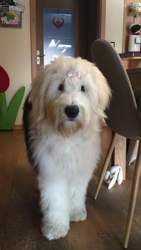 Old Sheep Dog, English Sheepdog Puppy, Old English Sheepdog Puppy, Sheep Dog Puppy, Sheep Dogs, Sheep Dog, จีซอง Nct, English Sheepdog, Old English Sheepdog