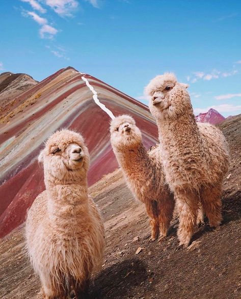 RANGE on Instagram: “When the whole fam tries to fit in the frame. 😂 Tag a friend below who never misses the photo opp. 📸 Regram via @alpaca.posts photo by…” Peru, Rainbow, Instagram