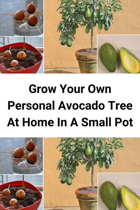 Grow Your Own Personal Avocado Tree At Home In A Small Pot  #Grow #Your #Own #Personal #Avocado #Tree #At #Home #In #Small #Pot Growing Avocado, Grow Avocado, Avocado Tree, Gardening Hacks, Indoor Plant Care, Potted Trees, Growing Fruit, Vegetable Garden Design, Indoor Plant