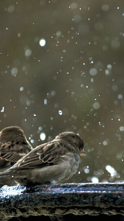 Rainy Wallpaper, Rain Wallpapers, Sparrow Bird, Digital Art Photography, Feeling Pictures, Angel Painting, Hd Background, Sparrows, Cool Wallpapers Art