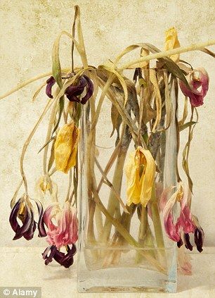 Wilted Flowers Painting, Rotting Flowers Drawing, Wilting Flowers Drawing, Flowers Wilting, Wilting Flowers, Flower Vase Drawing, Decay Photography, Decay Art, Withered Flower