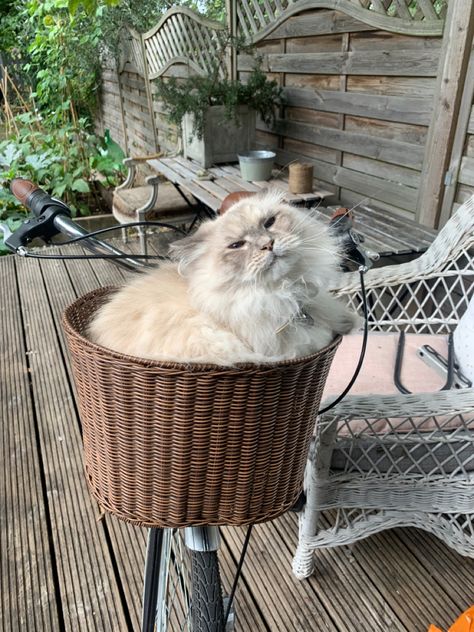 Cat In Bike Basket, Cat Bicycle, Bicycle Basket, Bike Basket, Brown Cat, Orange Cat, Wicker Chair, My Cat, Bicycle