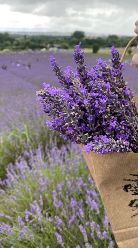 Lavender Cottage, Fresh Lavender, Lavender Bouquet, Lavender Aesthetic, Purple Themes, Lavender Plant, Lavender Farm, Nothing But Flowers, Lovely Lavender