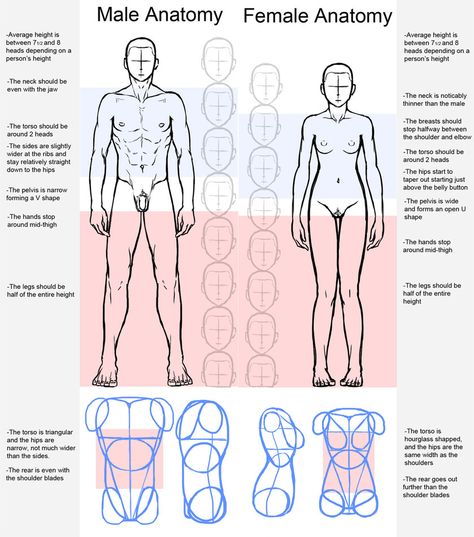 k Male Vs Female Anatomy, Female Anatomy Model, Body Proportion Drawing, Anatomy Female, Drawing Body Proportions, Male Vs Female, Drawing Anatomy, Female Anatomy Reference, Male Anatomy