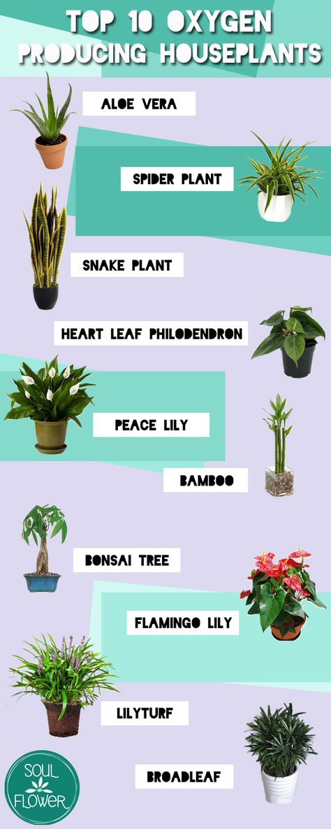 Trying to green up your indoor space and not sure where to start? Check out this list of ten oxygen producing plants that will bring a bit of the outdoors in! Soul Flower, an earth-loving clothing brand for kind souls and free spirits. Aloe Vera – Clears formaldehyde and benzene which are byproducts of chemical-based … Read more... Oxygen Plant, Tall Indoor Plants, Indoor Plants Low Light, Large Indoor Plants, Indoor Flowering Plants, Small Indoor Plants, Inside Plants, Best Indoor Plants, Air Purifying Plants