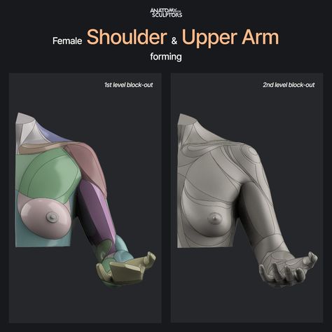 ArtStation - Female Shoulder and Upper Arm (Front view) Front View Anatomy, Female Arm Anatomy, Elbow Anatomy, Skeletal Muscle Anatomy, Human Anatomy Female, Anatomy For Sculptors, Shoulder Anatomy, Portrait Painting Tutorial, Arm Anatomy