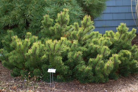 When buying mugo pine trees to grow in small spaces, be careful in selecting a cultivar. Not all of these evergreen conifers are dwarfs. Mugo Pine, Small Evergreen Shrubs, Drought Tolerant Trees, Conifers Garden, Evergreen Bush, Evergreen Garden, Spruce Tree, Planting Shrubs, Evergreen Shrubs