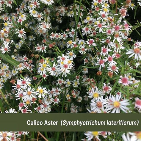 Plant NOVA Natives’s Instagram photo: “Native plant spotlight: Calico aster (Symphyotrichum lateriflorum) This beauty is currently in full bloom in northern Virginia 🌼 Calico…” Calico Aster, Backyard Flowers, Woodland Park, Northern Virginia, In Full Bloom, Flower Field, Native Plants, Nativity, Virginia