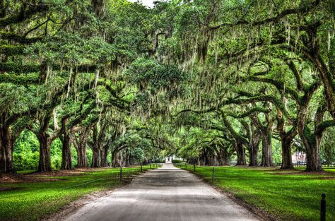 21 Reasons You Should Never Live in the Country - Happy April Fool's Day Nova Orleans, Tree Tunnel, Boone Hall, Charleston Travel, Live Oak Trees, Night Swimming, Spanish Moss, Pretoria, Charleston Sc