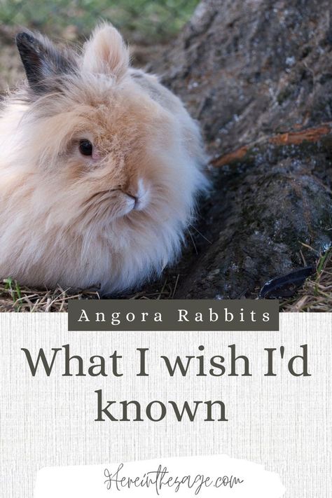 Angora Bunny, Rabbit Farm, Meat Rabbits, Raising Rabbits, Rabbit Life, Bunny Care, Rabbit Care, Rabbit Lover, Mini Farm