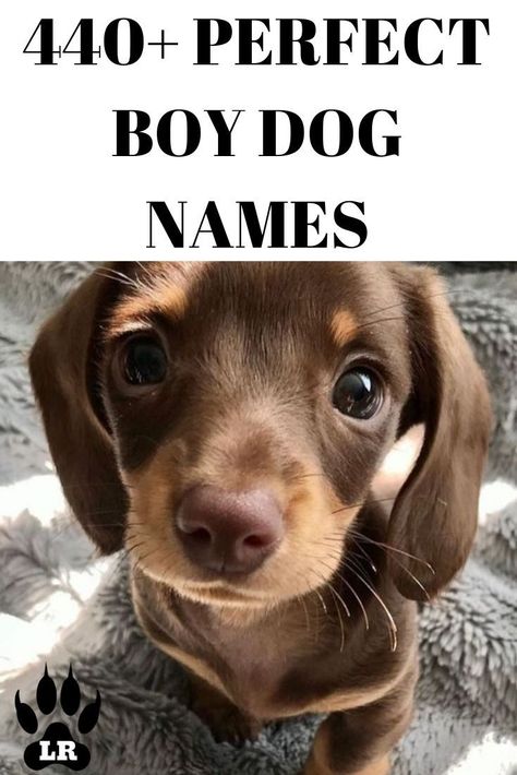 #Funny_Dog_Names #Boy_Dog_Names #Girl_Dog_Names #Funny_Boy Dog Boy Names, Male Puppy Names, Dog Names Aesthetic, Boy Puppy Names, Dogs Names List, Italian Dogs, Names Aesthetic, Boy Dog Names, Names Dog