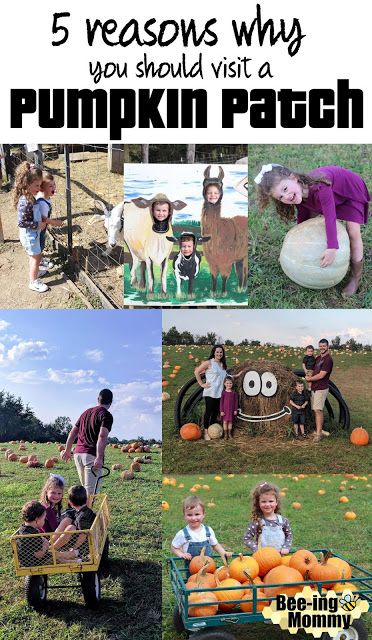 5 Reasons to Ditch Supermarket Pumpkins and visit a Pumpkin Patch #fall #pumpkins #fallbucketlist How To Start A Pumpkin Patch Business, Pumpkin Patch Business, The Great Pumpkin Patch, Children Activities, Homesteading Skills, Pumpkin Patches, Fall Bucket List, Mommy Blog, Trunk Or Treat