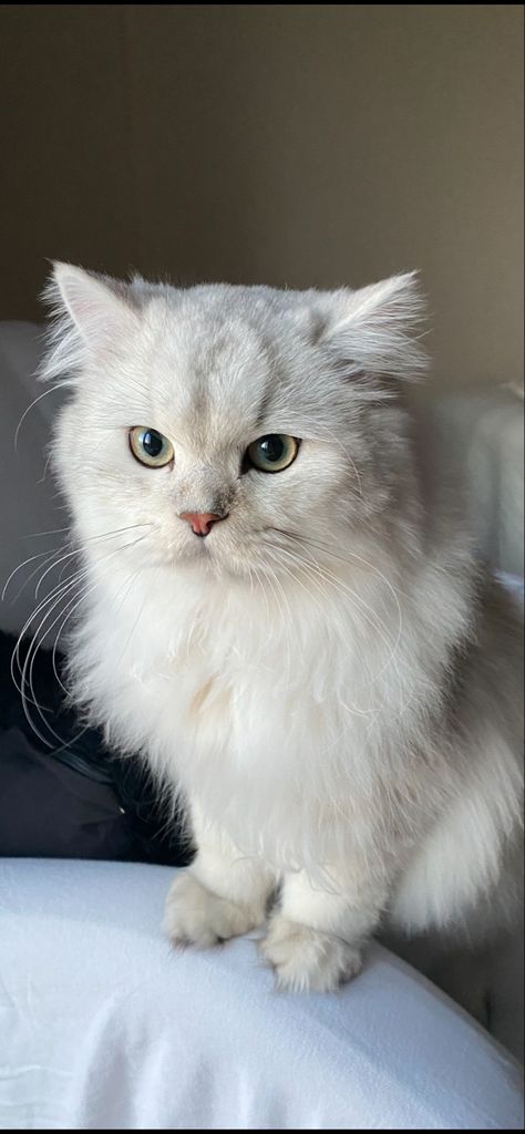 Long Hair British Cat, Scottish Fold Long Hair, Long Hair Cats Breeds, British Long Haired Cat, British Short Haired Cat, British Long Hair, Cat Long Hair, British Longhair Cat, Cat Haircut