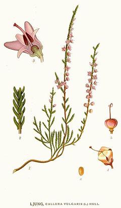 Heather Illustration, Herb Uses, Heather O'rourke, Calluna Vulgaris, Scottish Flowers, Heather Flower, Scottish Heather, Heather Plant, Easy Flower Painting