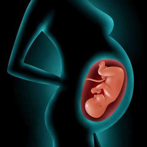 Silhouette Of Pregnant Woman With Fetus In Womb Pregnancy Images, Amniotic Fluid, Baby Information, Fetal Development, 3d Vector, Pregnant Woman, Psychic Reading, Getting Pregnant, Future Baby