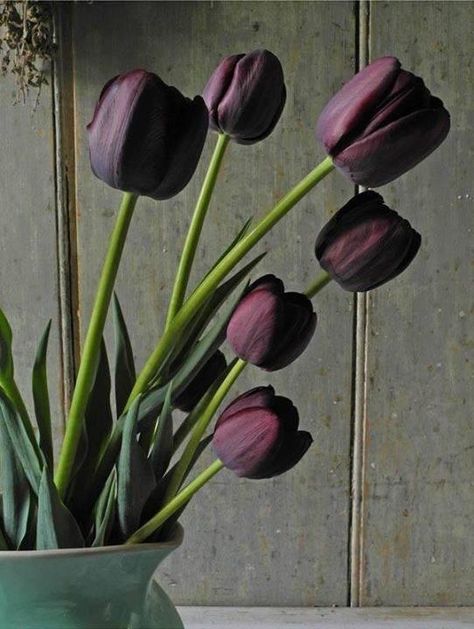 Gothic Garden, Beautiful Flowers Photography, Tulips Garden, Tulips In Vase, Black Tulips, Tulip Bouquet, Purple Tulips, Medicine Bag, Beautiful Flowers Wallpapers