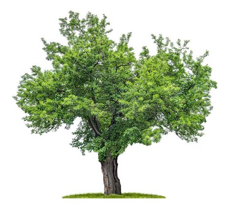 Isolated mulberry tree. On a white background , #AFFILIATE, #mulberry, #Isolated, #tree, #background, #white #ad Leaf Health, Broken Egg, Mulberry Leaf, Tree Tattoo Designs, Tree Sketches, Herbal Apothecary, Mulberry Tree, Tree Logos, Green Colour Palette