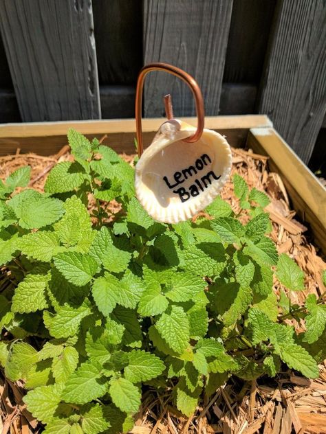 Next time you're at Lowe's grab some copper wire to make this gorgeous idea for your garden Seashell Garden, Shell Garden, Garden Plant Markers, Copper Garden, Diy Copper, Marker Crafts, Seashell Projects, Garden Labels, Copper Diy