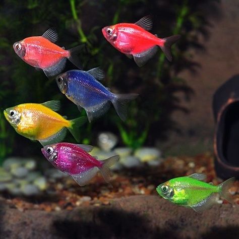 GloFish Tetra - Assorted - Gorgeous Freshwater Tropical Fish - Glo-Fish Best Fish To Eat, Fishing Bathroom, Fish Bedroom, Neon Tetra Fish, Neon Fish, Fish Project, Parmesan Salmon, Birthday Fishing, Glow Fish