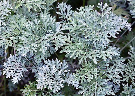 Artemisia Plant, Yarrow Plant, Artemisia Absinthium, Easy Perennials, Swamp Milkweed, Asclepias Tuberosa, Shade Garden Plants, Best Perennials, Home Garden Plants