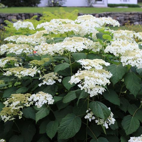 Clematis Paniculata, Hydrangea Arborescens Annabelle, Smooth Hydrangea, Autumn Clematis, Hydrangea Arborescens, Hydrangea Quercifolia, Panicle Hydrangea, White Flower Farm, Climbing Hydrangea